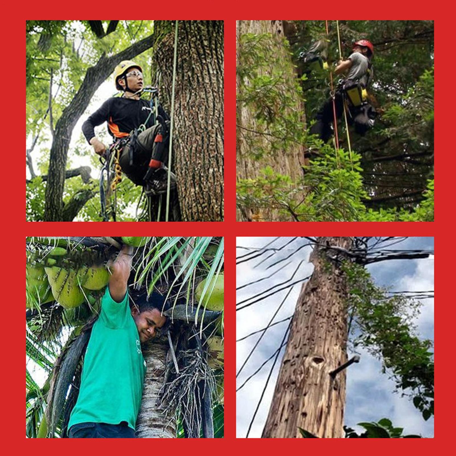 Tree Climbing Harness Kit Safe - Shoe Tree 评论和价格